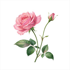 pink rose clipart isolated flower graphic
