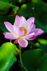 Chinese beauty: Pink lotus flower in sunlight with green leaf...Green lotus leaves outspread as far as boundless sky;
Pink lotus blossoms take from sunshine a new dye.