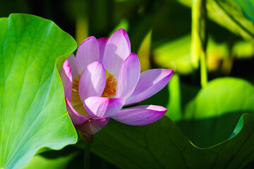 Chinese beauty: Pink lotus flower in sunlight with green leaf...Green lotus leaves outspread as far...