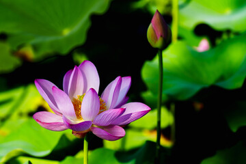 Fototapeta premium Chinese beauty: Pink lotus flower in sunlight with green leaf...Green lotus leaves outspread as far as boundless sky; Pink lotus blossoms take from sunshine a new dye.