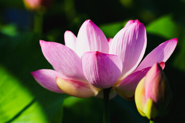 Chinese beauty: Pink lotus flower in sunlight with green leaf...Green lotus leaves outspread as far as boundless sky;
Pink lotus blossoms take from sunshine a new dye.