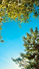 Summer Sky