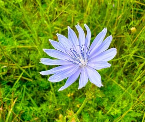 Blossom Blue