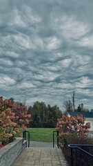 Undulatus Asperatus