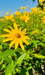 WildFlower Blossom Season