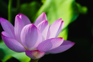 Chinese beauty: Pink lotus flower in sunlight with green leaf...Green lotus leaves outspread as far as boundless sky;
Pink lotus blossoms take from sunshine a new dye.