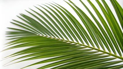 Obraz premium palm leaf isolated on white