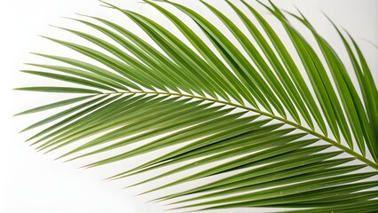 Obraz premium palm leaf isolated on white