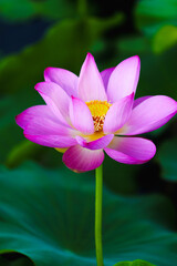 Chinese beauty: Pink lotus flower in sunlight with green leaf...Green lotus leaves outspread as far as boundless sky;
Pink lotus blossoms take from sunshine a new dye.