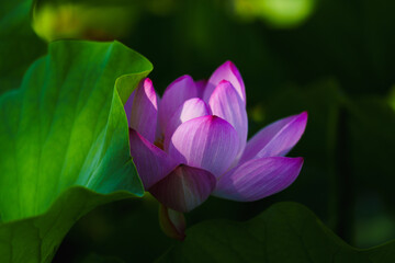 Fototapeta premium Chinese beauty: Pink lotus flower in sunlight with green leaf...Green lotus leaves outspread as far as boundless sky; Pink lotus blossoms take from sunshine a new dye.