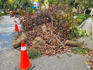 After the Typhoon: Fallen Trees and Leaves Cleared with Safety Measures