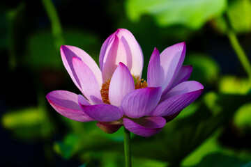 Chinese beauty: Pink lotus flower in sunlight with green leaf...Green lotus leaves outspread as far as boundless sky;
Pink lotus blossoms take from sunshine a new dye.