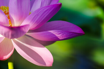 Fototapeta premium Chinese beauty: Pink lotus flower in sunlight with green leaf...Green lotus leaves outspread as far as boundless sky; Pink lotus blossoms take from sunshine a new dye.