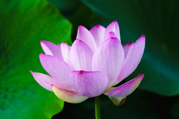 Chinese beauty: Pink lotus flower in sunlight with green leaf...Green lotus leaves outspread as far as boundless sky;
Pink lotus blossoms take from sunshine a new dye.