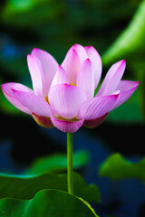 Obraz premium Chinese beauty: Pink lotus flower in sunlight with green leaf...Green lotus leaves outspread as far as boundless sky; Pink lotus blossoms take from sunshine a new dye.