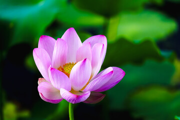 Obraz premium Chinese beauty: Pink lotus flower in sunlight with green leaf...Green lotus leaves outspread as far as boundless sky; Pink lotus blossoms take from sunshine a new dye.