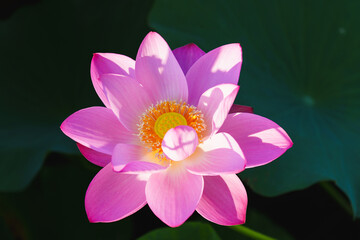 Chinese beauty: Pink lotus flower in sunlight with green leaf...Green lotus leaves outspread as far...