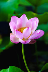 Obraz premium Chinese beauty: Pink lotus flower in sunlight with green leaf...Green lotus leaves outspread as far as boundless sky; Pink lotus blossoms take from sunshine a new dye.