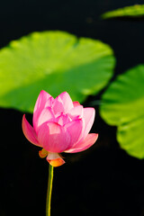 Obraz premium Chinese beauty: Pink lotus flower in sunlight with green leaf...Green lotus leaves outspread as far as boundless sky; Pink lotus blossoms take from sunshine a new dye.