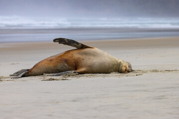 lovely New Zealand ( Hooker's) sea lion female rolling in the sand and relaxing, spotted in Allans Beach, Otago Peninsula near Dunedin, New Zealand. Most endangered sea lion species on earth