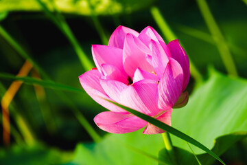 Obraz premium Chinese beauty: Pink lotus flower in sunlight with green leaf and honey bees. Green lotus leaves outspread as far as boundless sky; Pink lotus blossoms take from sunshine a new dye.