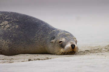 lovely New Zealand ( Hooker's) sea lion female rolling in the sand and relaxing, spotted in Allans Beach, Otago Peninsula near Dunedin, New Zealand. Most endangered sea lion species on earth
