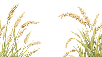 rice plant isolate watercolor hand drawing