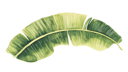 banana leaves isolated plam leaves