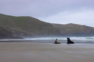 A group of large hookers sea lions fighting on a beautiful sandy beach. Sandfly Bay, Otago Peninsula, New Zealand. Endangered marine mammals in New Zealand