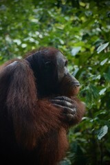 Orangutan Sitting © Jane