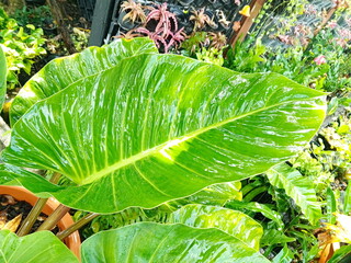 A vibrant green leaf, glistening with moisture, showcases the intricate details of its veins and...
