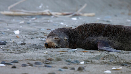 Beautiful unique adorable new zealand fur seal resting on the rocks spotted in Kaikōura Peninsula Walkway, Canterbury. Amazing marine mammals spotted in New Zealand