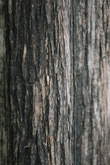 Bark skin texture background, nature hardwood