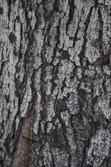 Bark skin texture background, nature hardwood
