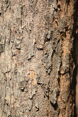 Bark skin texture background, nature hardwood