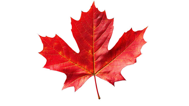 Red Maple Leaf Isolated