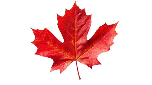 Red Maple Leaf Isolated