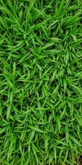 Naklejka premium Lush green grass with intricate texture, natural