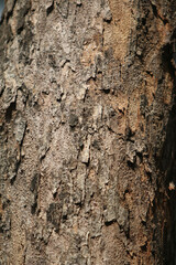 Bark skin texture background, nature hardwood