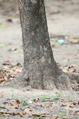 Bark skin texture background, nature hardwood