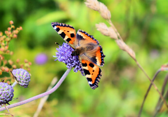 Insects Bumblebee and butterfly collect nectar on a blue flower