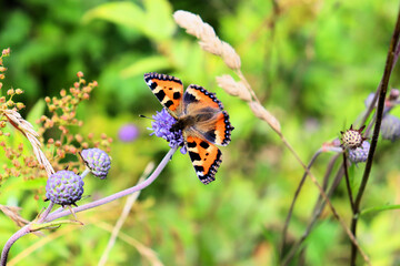 Insects Bumblebee and butterfly collect nectar on a blue flower