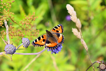 Insects Bumblebee and butterfly collect nectar on a blue flower