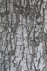 Bark skin texture background, nature hardwood