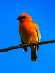 Vibrant red bird isolated in deep blue sky