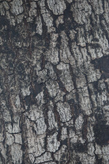 Bark skin texture background, nature hardwood