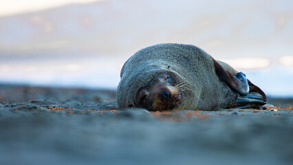 Beautiful unique adorable new zealand fur seal resting on the rocks spotted in Kaikōura Peninsula Walkway, Canterbury. Amazing marine mammals spotted in New Zealand