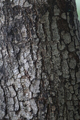 Fototapeta premium Bark skin texture background, nature hardwood
