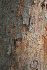 Bark skin texture background, nature hardwood