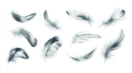 Obraz premium A Collection of Elegant and Soft Black and White Feather Illustrations Displayed on a White Background for Creative and Design Projects